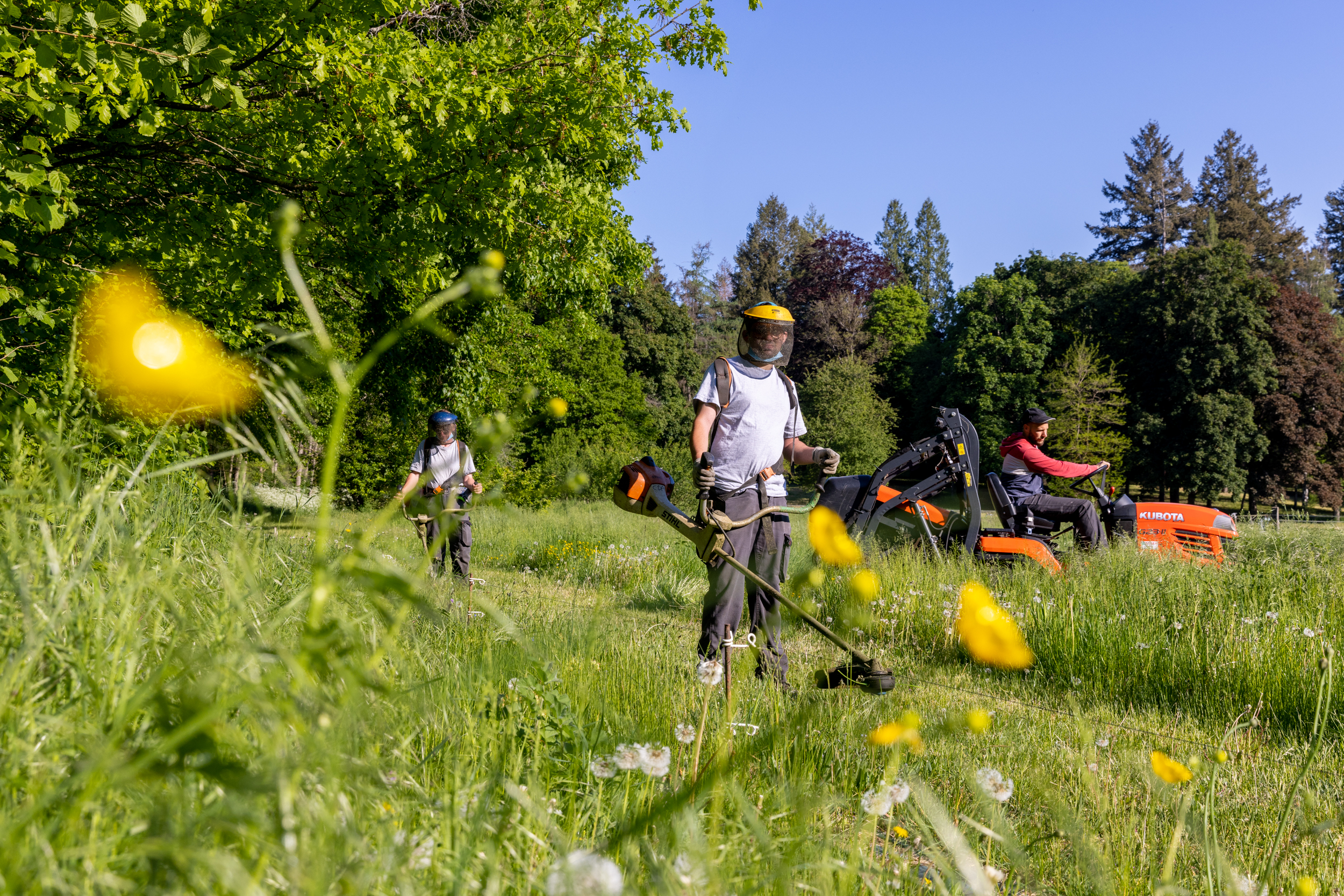 Horticulture et taille d'arbres fruitiers